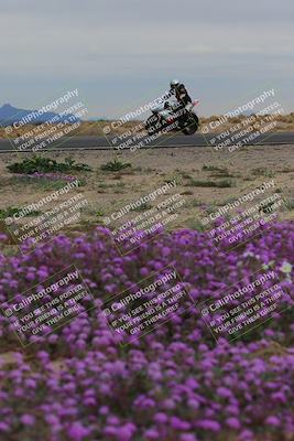 media/Jan-14-2023-SoCal Trackdays (Sat) [[497694156f]]/Turn 14 Exit Bloomig (145pm)/